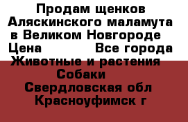 Продам щенков Аляскинского маламута в Великом Новгороде › Цена ­ 5 000 - Все города Животные и растения » Собаки   . Свердловская обл.,Красноуфимск г.